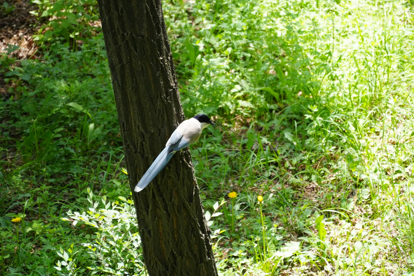 Azure-winged Magpie perched on a tree trunk.