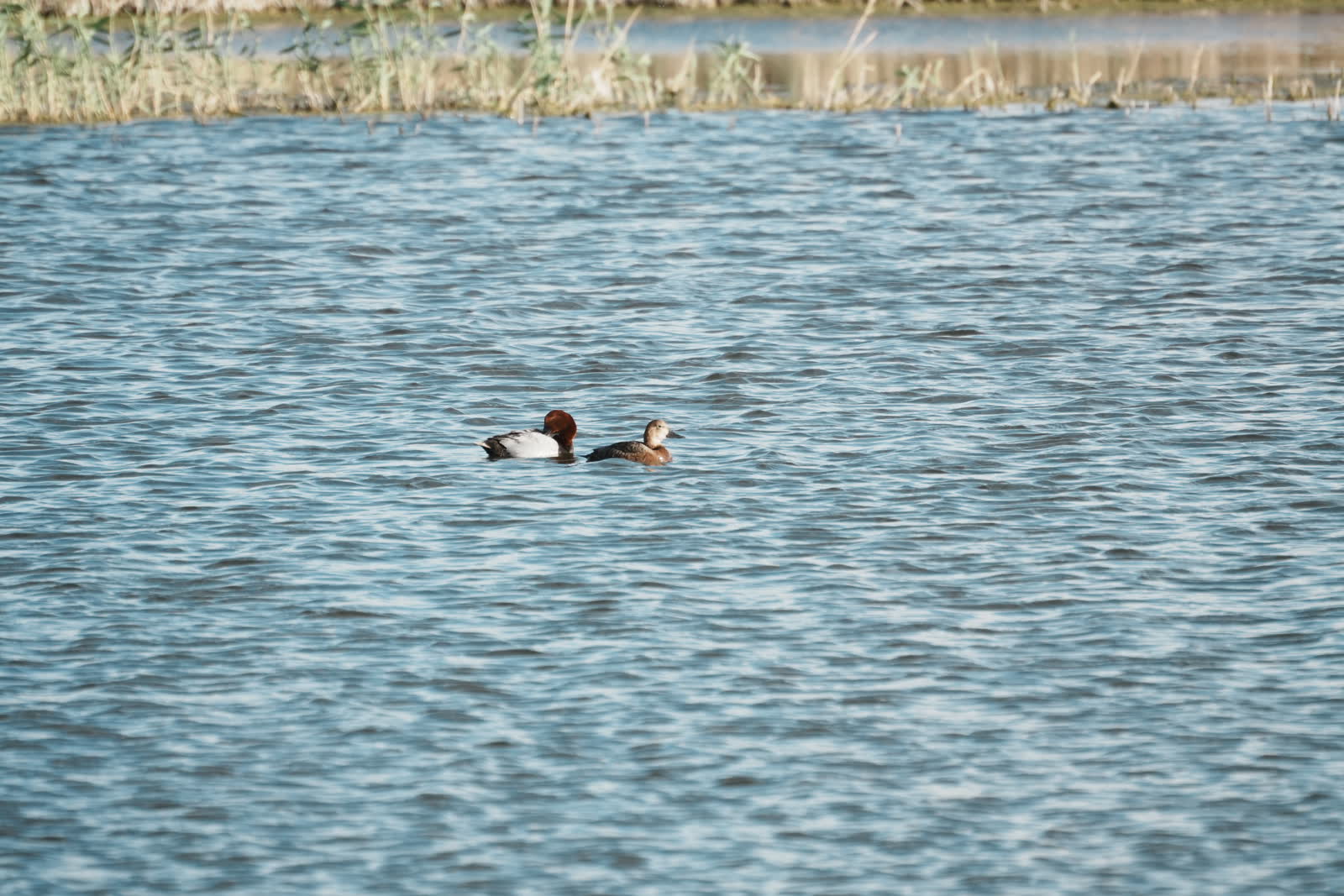 Common Pochard pair swimming on open water.