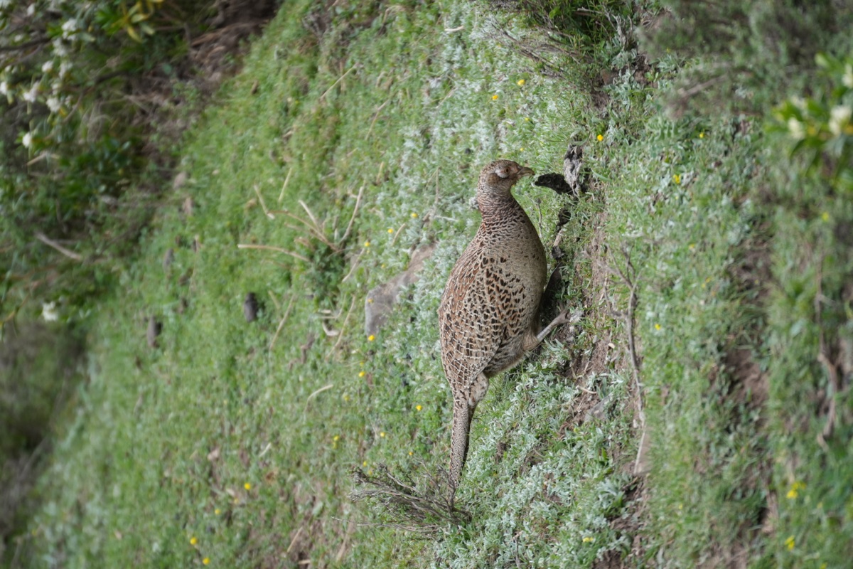 Female Common Pheasant feeding on open ground.
