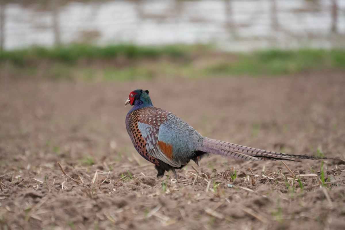 Male Common Pheasant standing in low vegetation.