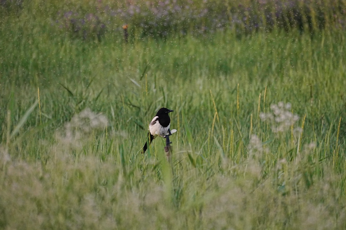 Oriental Magpie standing in grass.