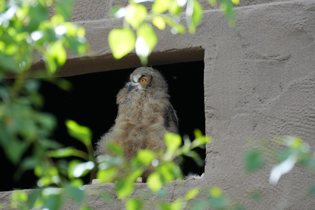 Juvenile Eurasian Eagle-Owl peeking through green leaves.