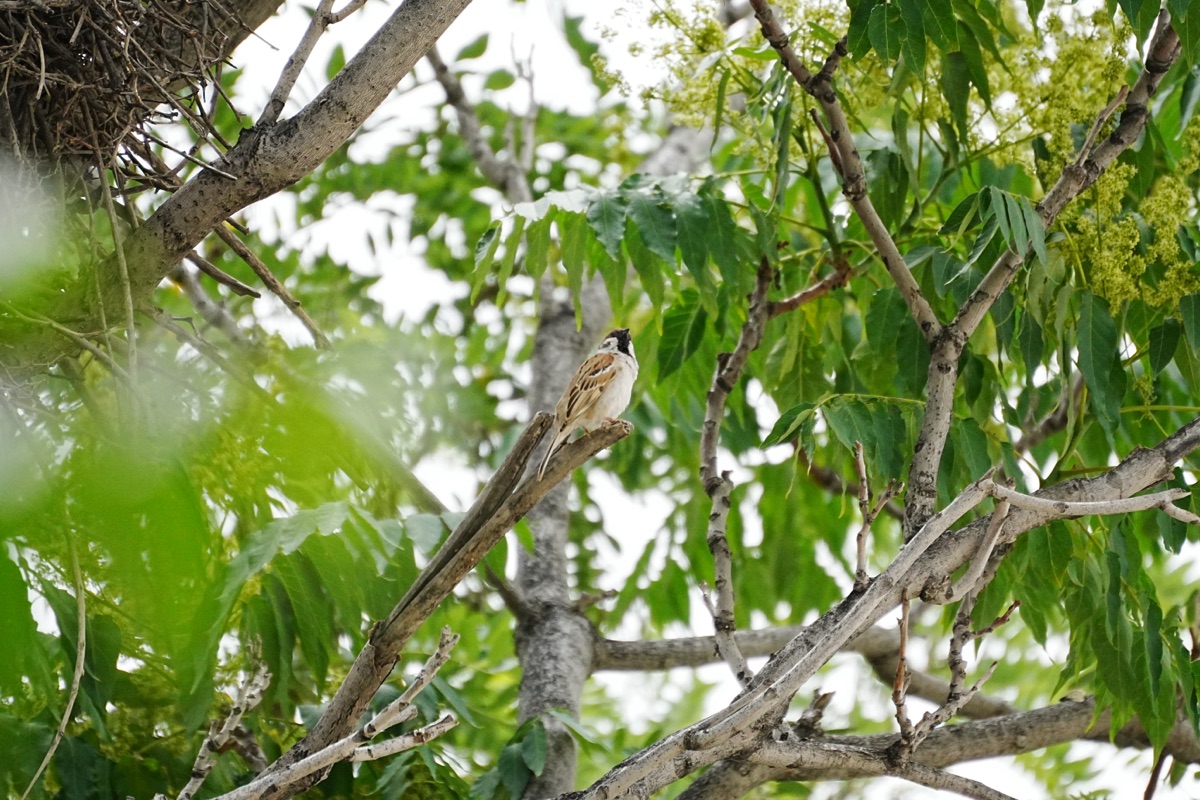 Eurasian Tree Sparrow near a nest-like cavity in a tree.