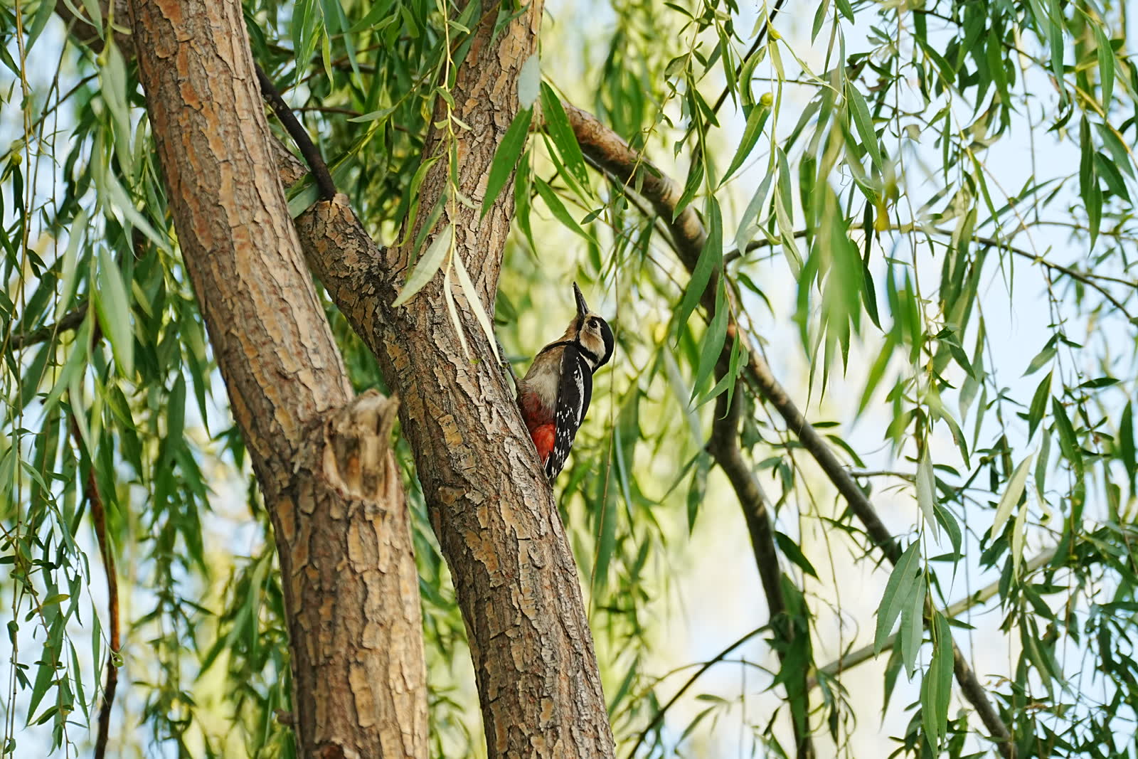 Great Spotted Woodpecker clinging to a tree trunk.