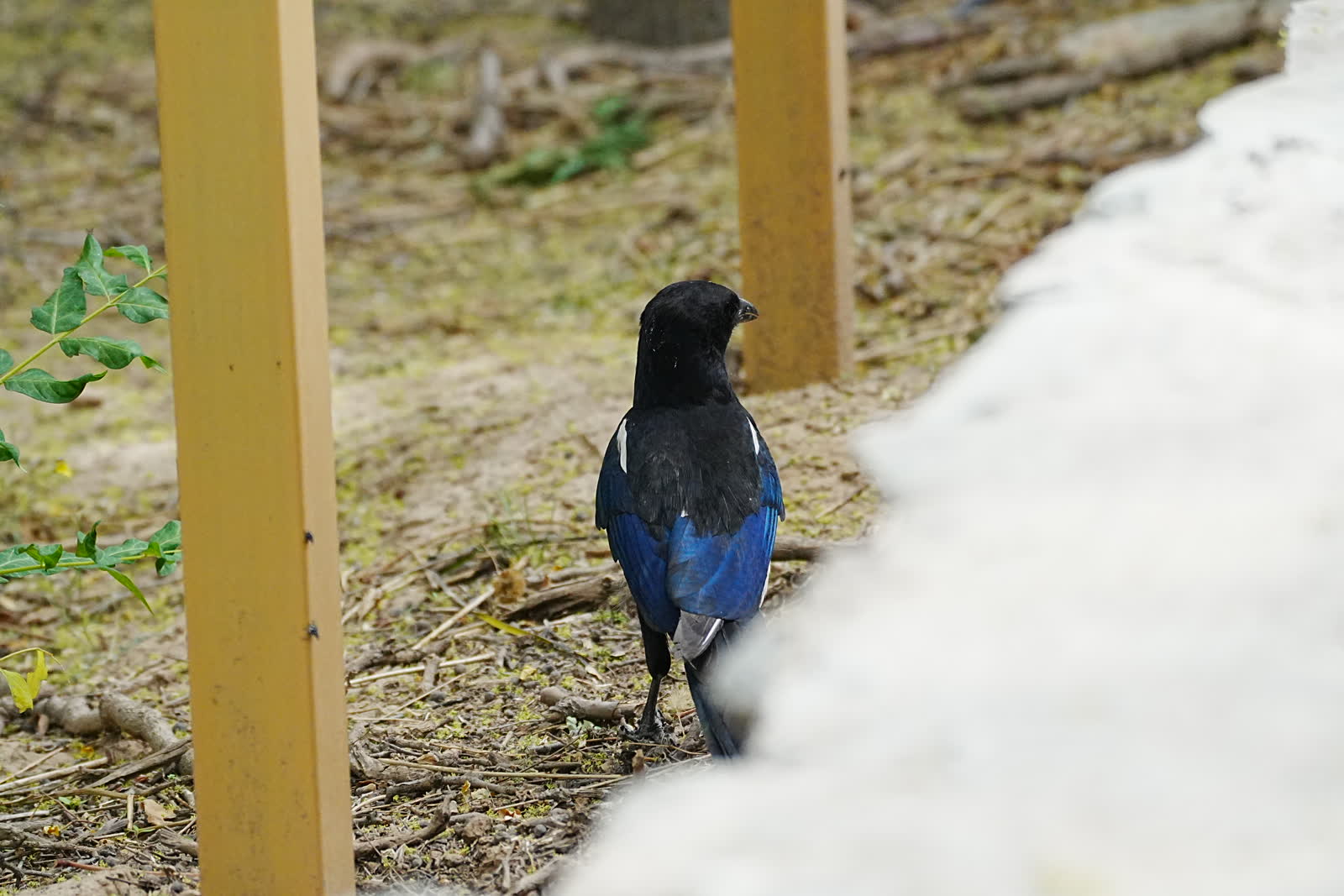 Blue magpie viewed from behind.
